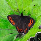 Erebia ligea