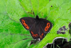 Erebia ligea