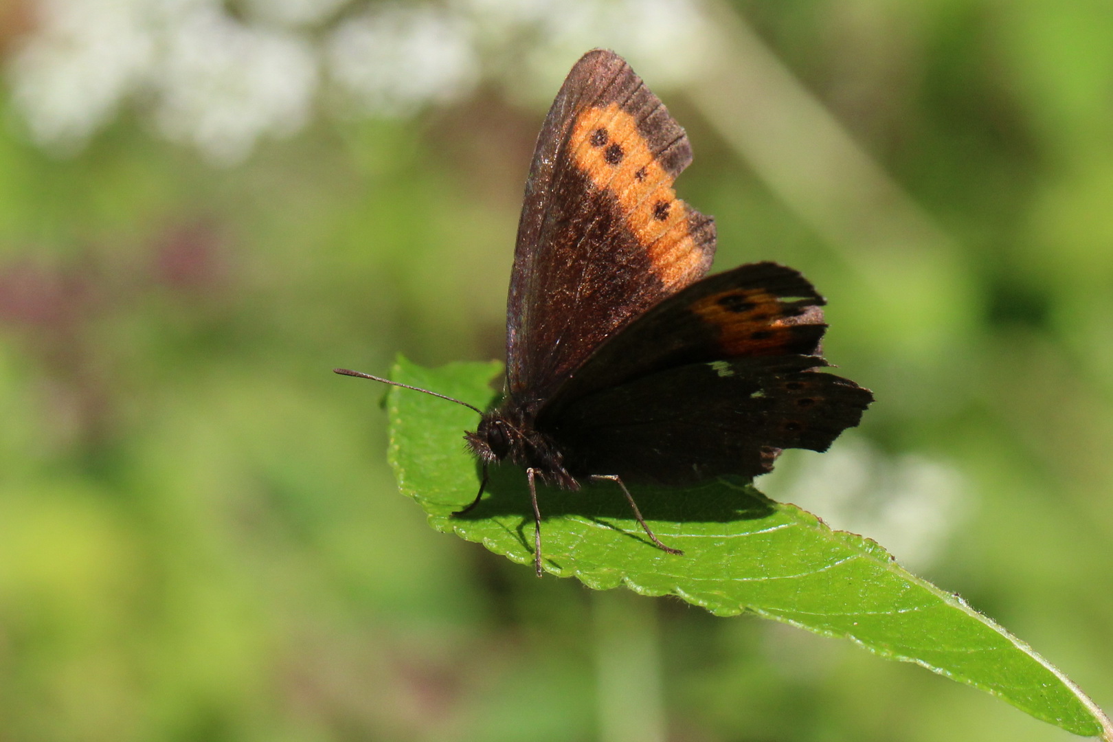 Erebia ligea