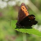 Erebia ligea