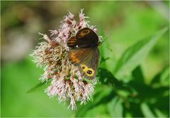 Erebia ligea