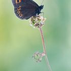 Erebia medusa