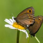 Erebia medusa