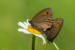 Erebia medusa