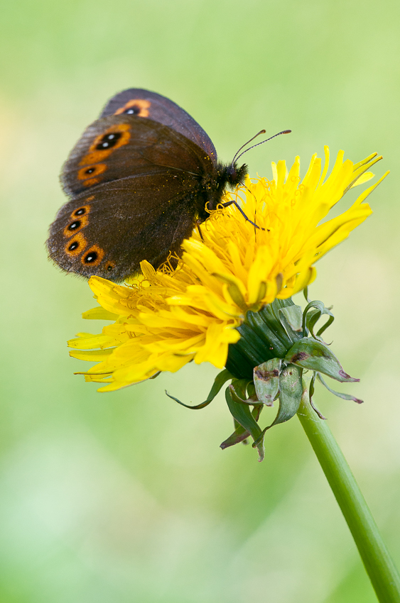 Erebia medusa