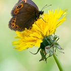 Erebia medusa