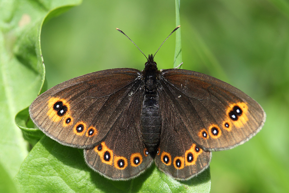 Erebia medusa