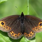 Erebia medusa