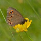 Erebia medusa, Rundaugen-Mohrenfalter 