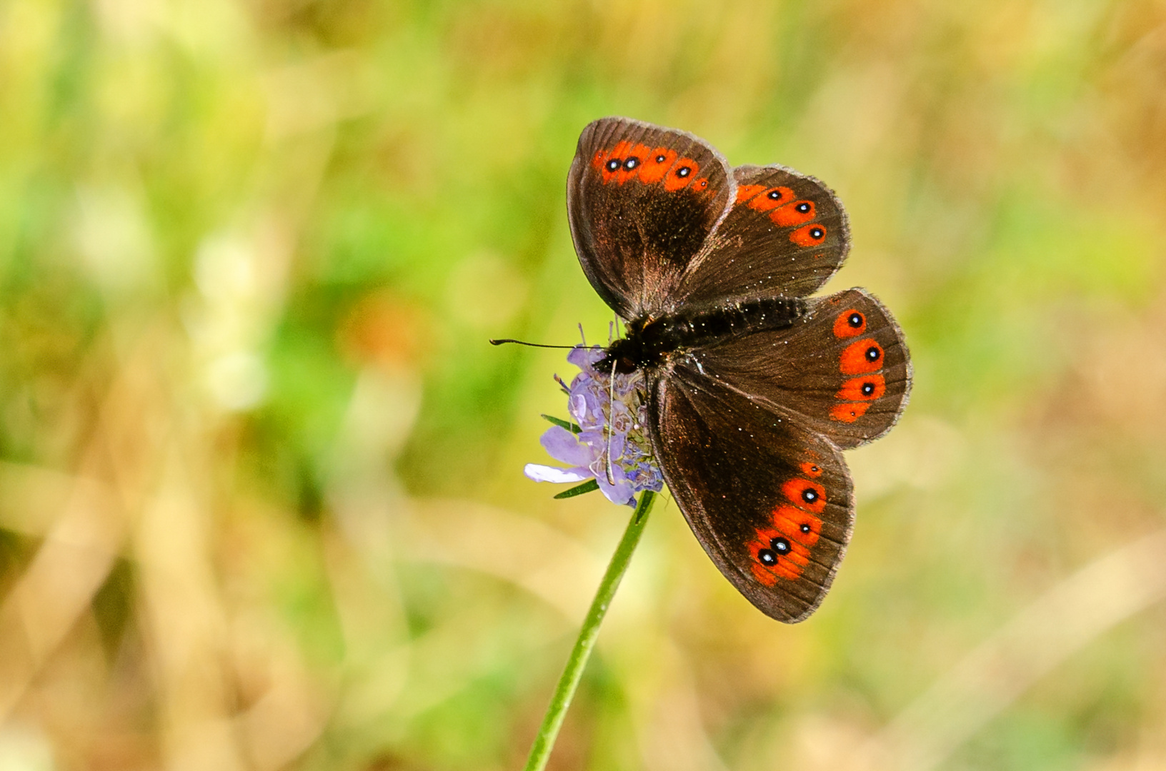 Erebia meolans