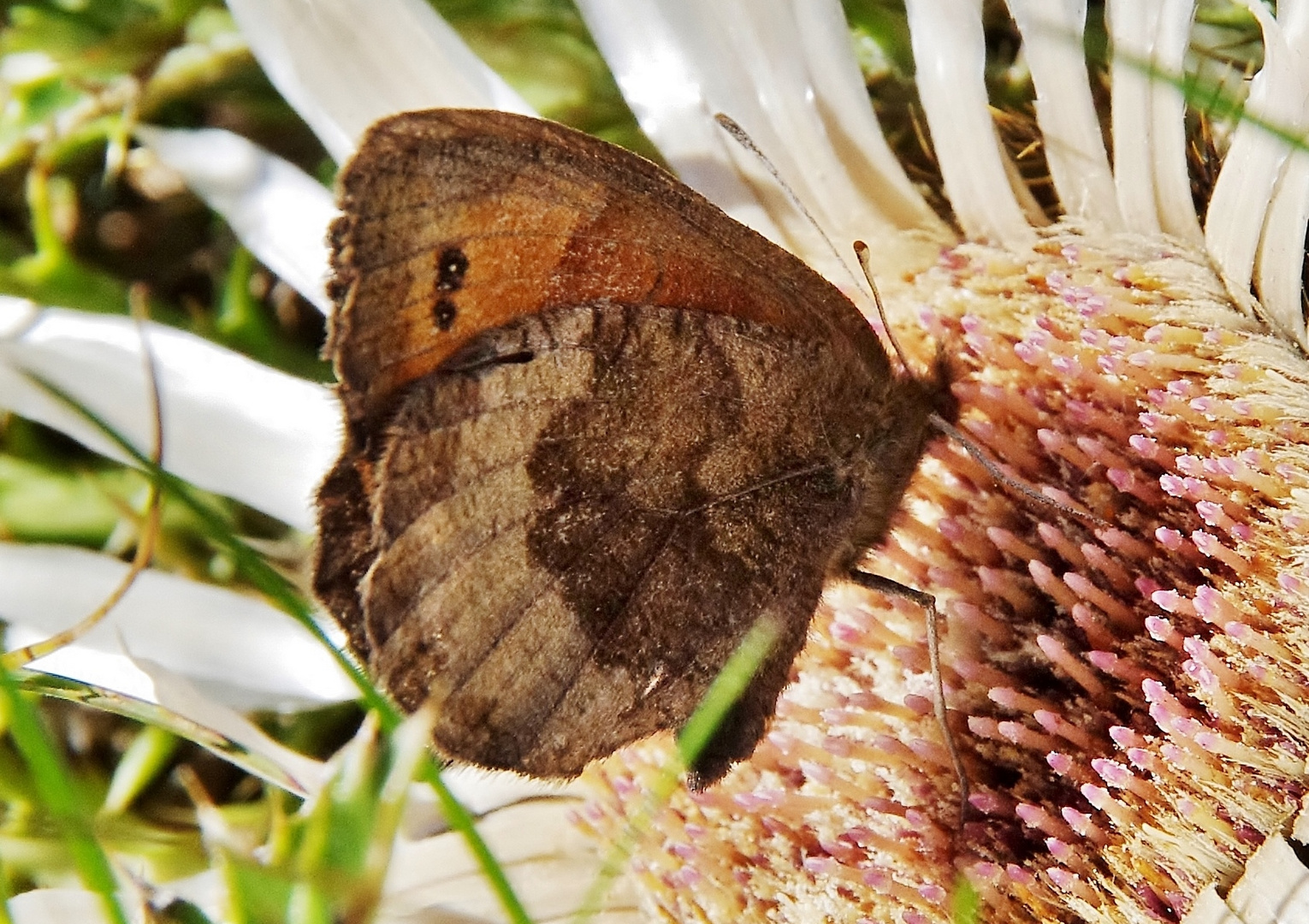 Erebia stimmt wahrscheinlich, . . .