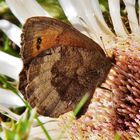 Erebia stimmt wahrscheinlich, . . .