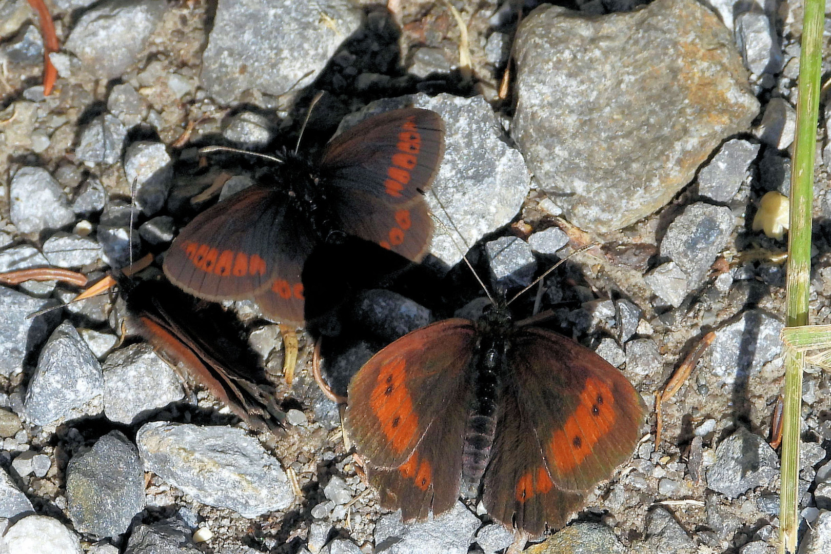 Erebia Sudetica Alpina