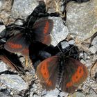 Erebia Sudetica Alpina