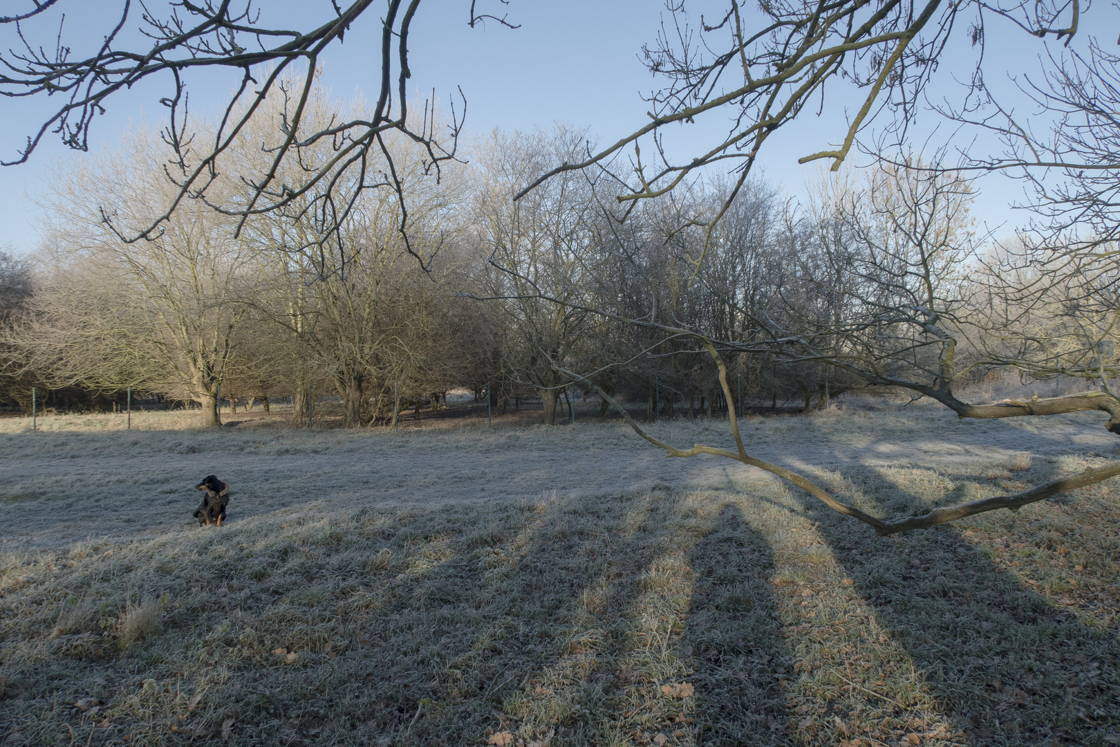 Ereignisort Ruhraue: Hund fällt nichts besseres ein und macht aus freien Stücken "Sitz" (bei -7°C).