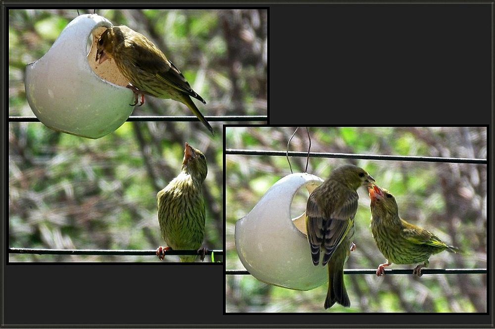 Ereignisse um die Fotofutterschaukel 1