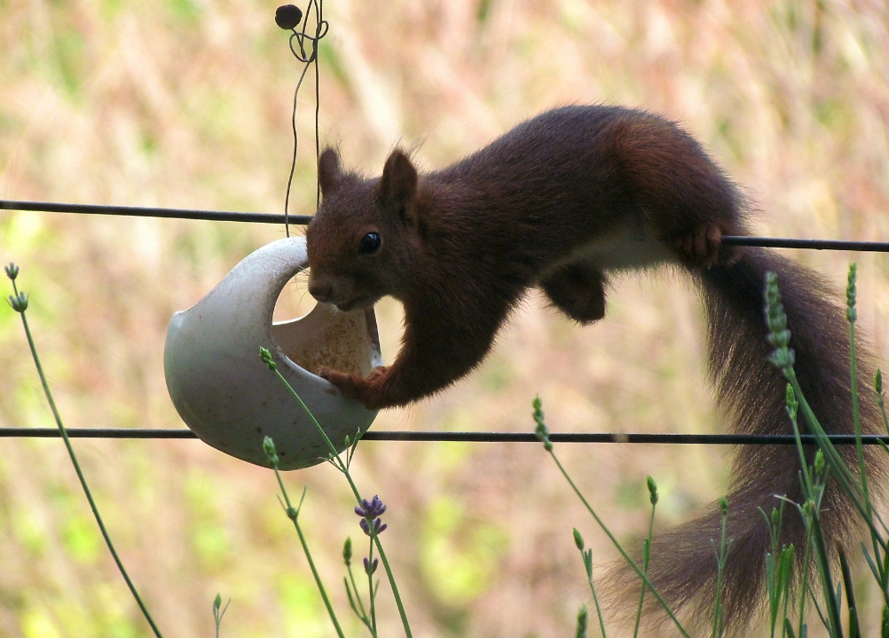 Ereignisse um die Vogelfutterschaukel 2