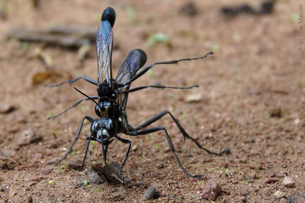 Eremnophila aureonotata