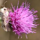 Eremobia ochroleuca - Ockerfarbene Queckeneule