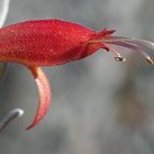 Eremophila glabra subsp. tomentosa