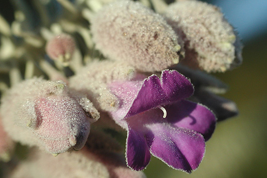 Eremophila lachnocalyx