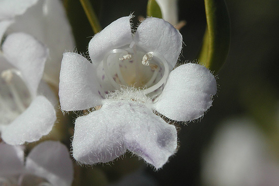 Eremophila paisleyi