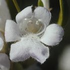 Eremophila paisleyi