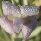 Eremophila recurva