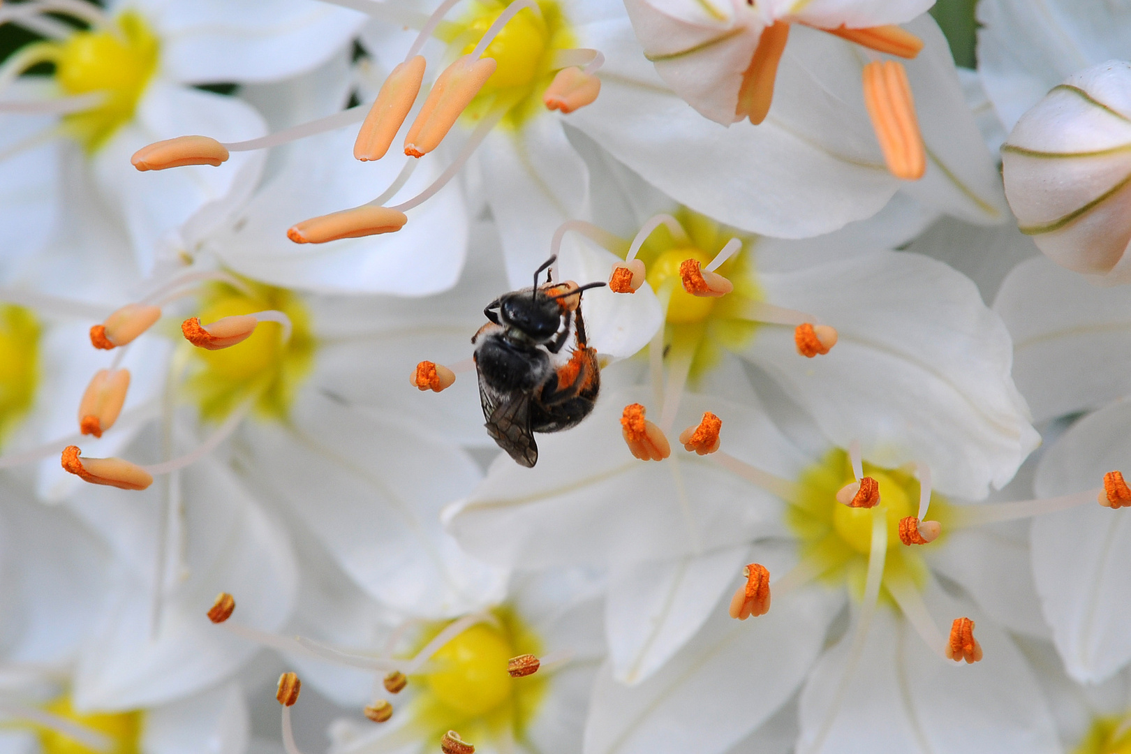 Eremurus Blüte mit Flugobjekt