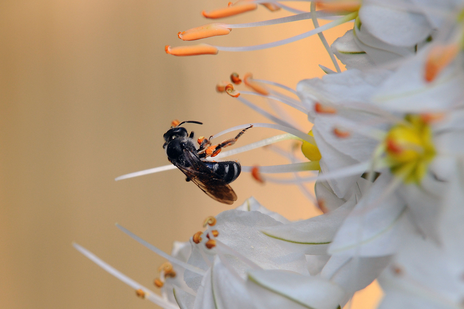 Eremurus Blüte mit Flugobjekt die zweite