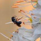 Eremurus Blüte mit Flugobjekt die zweite