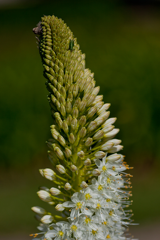 Eremurus himalaicus