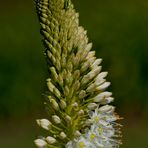 Eremurus himalaicus