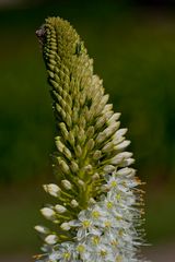 Eremurus himalaicus