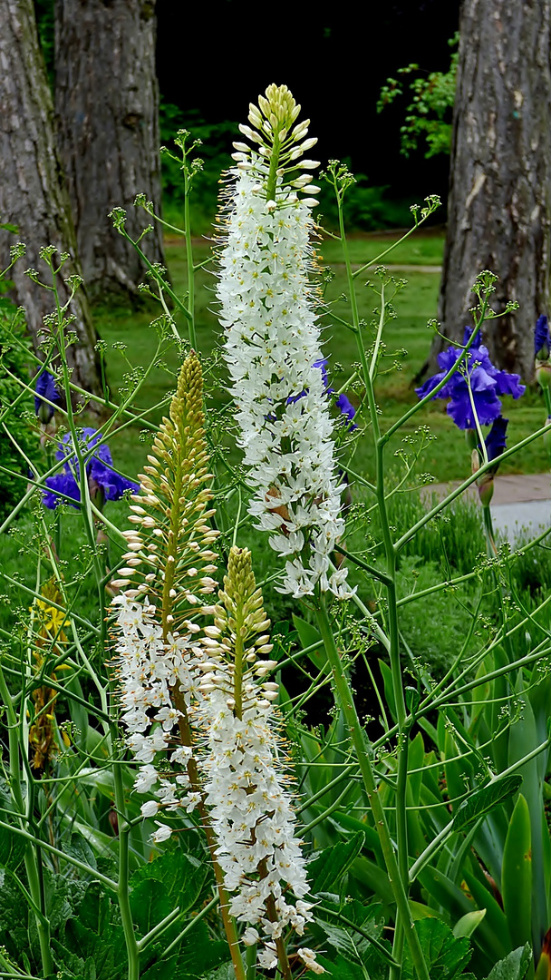 Eremurus oder Steppenkerze.