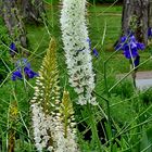 Eremurus oder Steppenkerze.