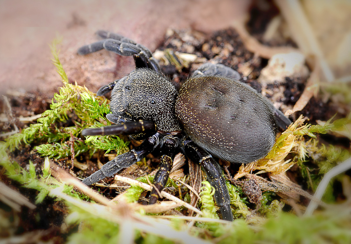 Eresus cinnaberinus