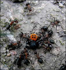 Eresus niger - Hoffentlich nicht das letzte Exemplar dieser seltenen Spezies.