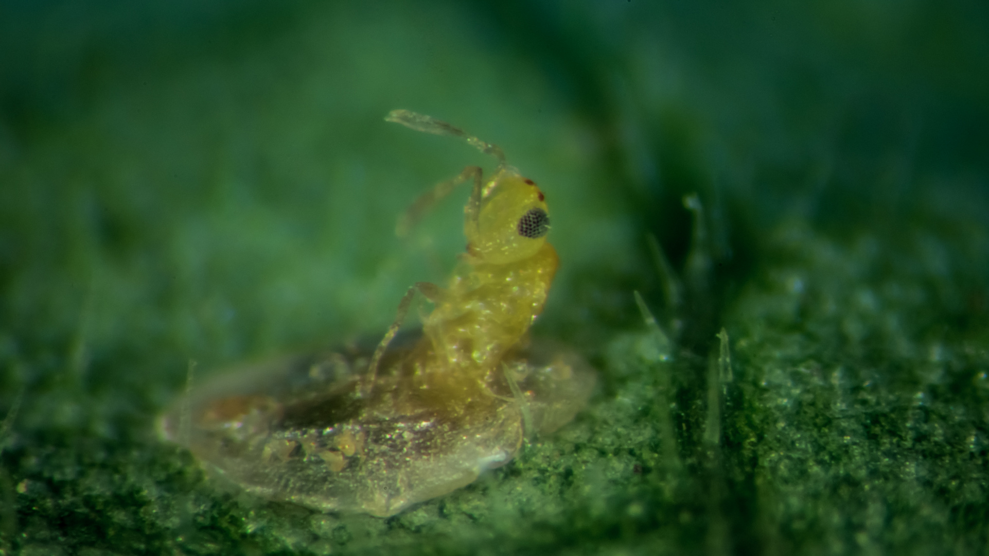 Eretmocerus mundus bei Schlupf aus Bemisia tabaci