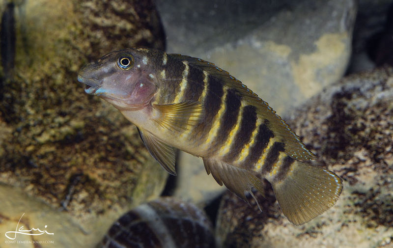 Eretmodus cyanostictus