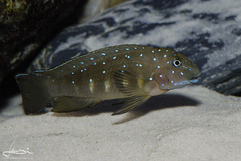 Eretmodus cyanostictus SAMBIA