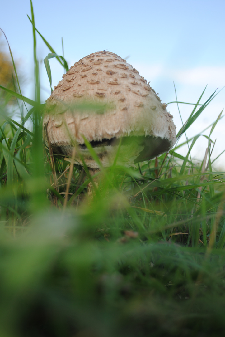 Erfahrungen sammelt man wie Pilze : ...