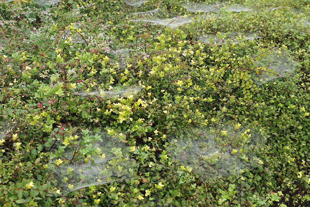 Erfelder Altrhein: Altweibersommer mit Spinnennetzen