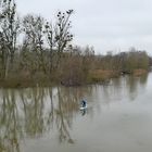 Erfelder Altrhein: SUP – Paddeln bei Hochwasser