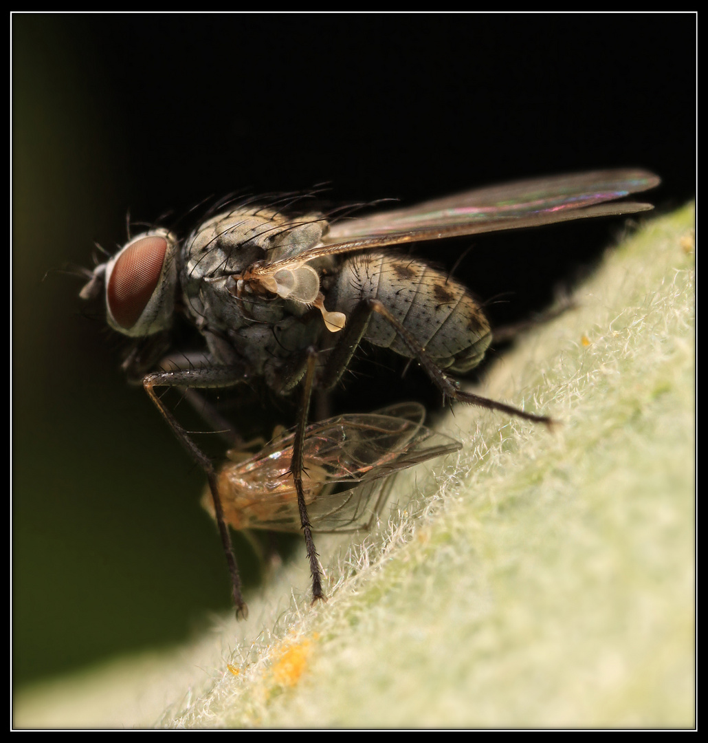 erfolgloser Schutzpatron