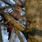 Erfolgloser Sperber (Accipiter nisus) 