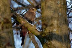 Erfolgloser Sperber (Accipiter nisus) 