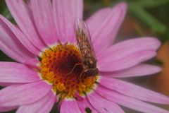 Erfolgloser versuch eines Insekten Makros....