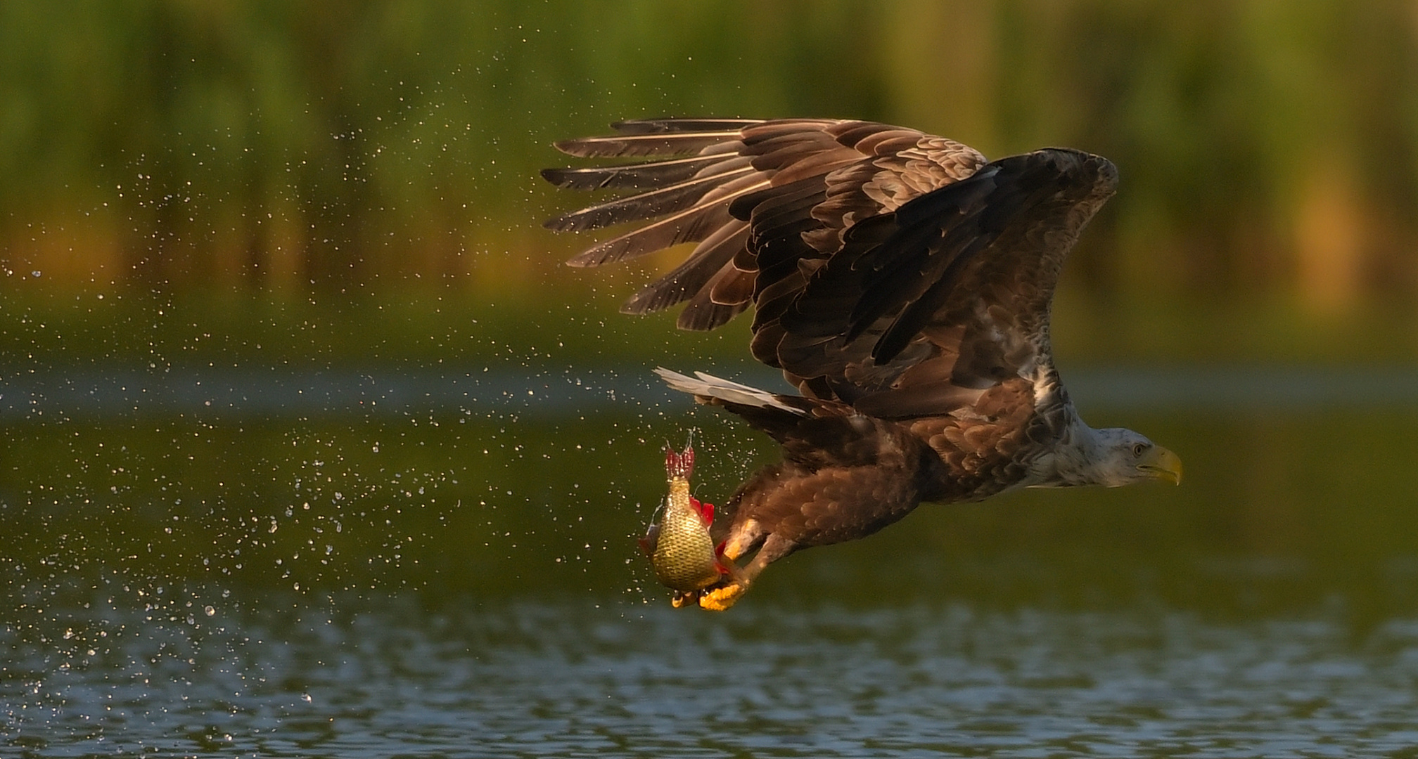 --erfolgreich gegriffen!