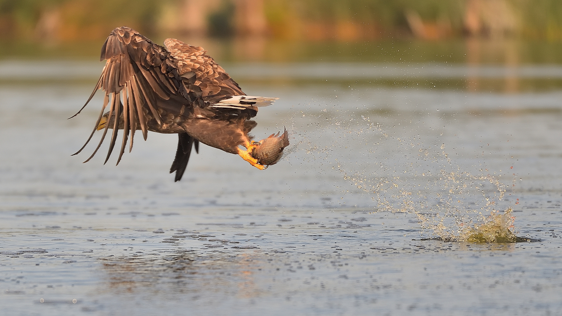 ----erfolgreich gegriffen,"Mahlzeit"!